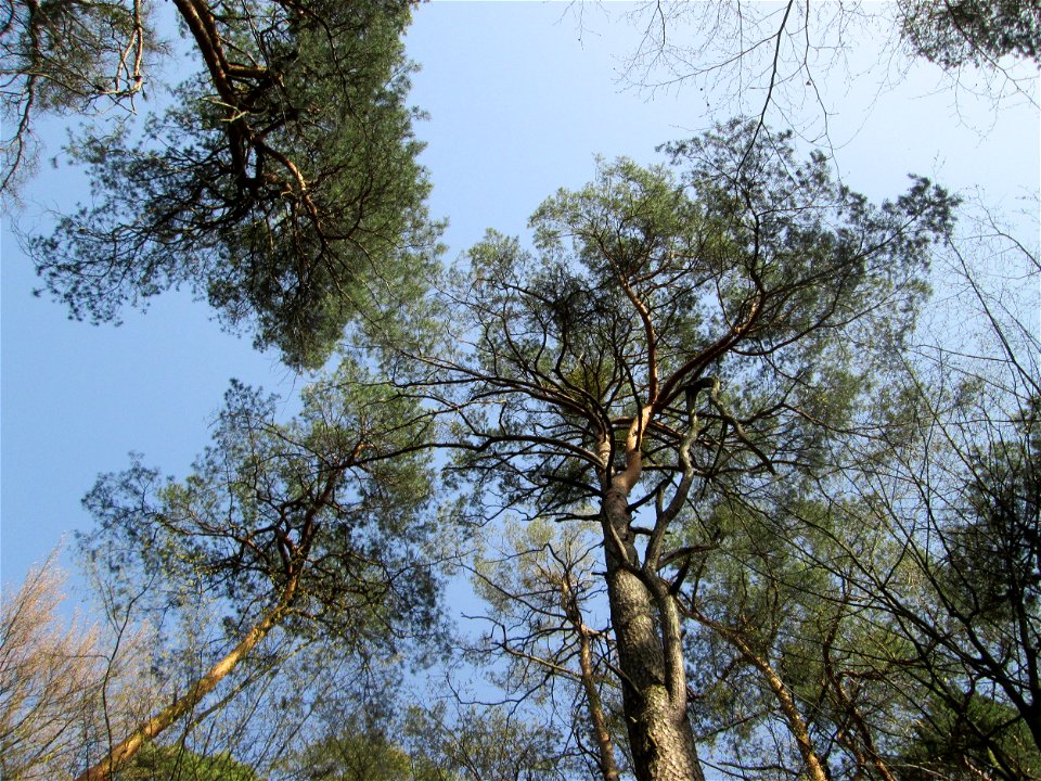 Wald-Kiefer (Pinus sylvestris) in der Schwetzinger Hardt