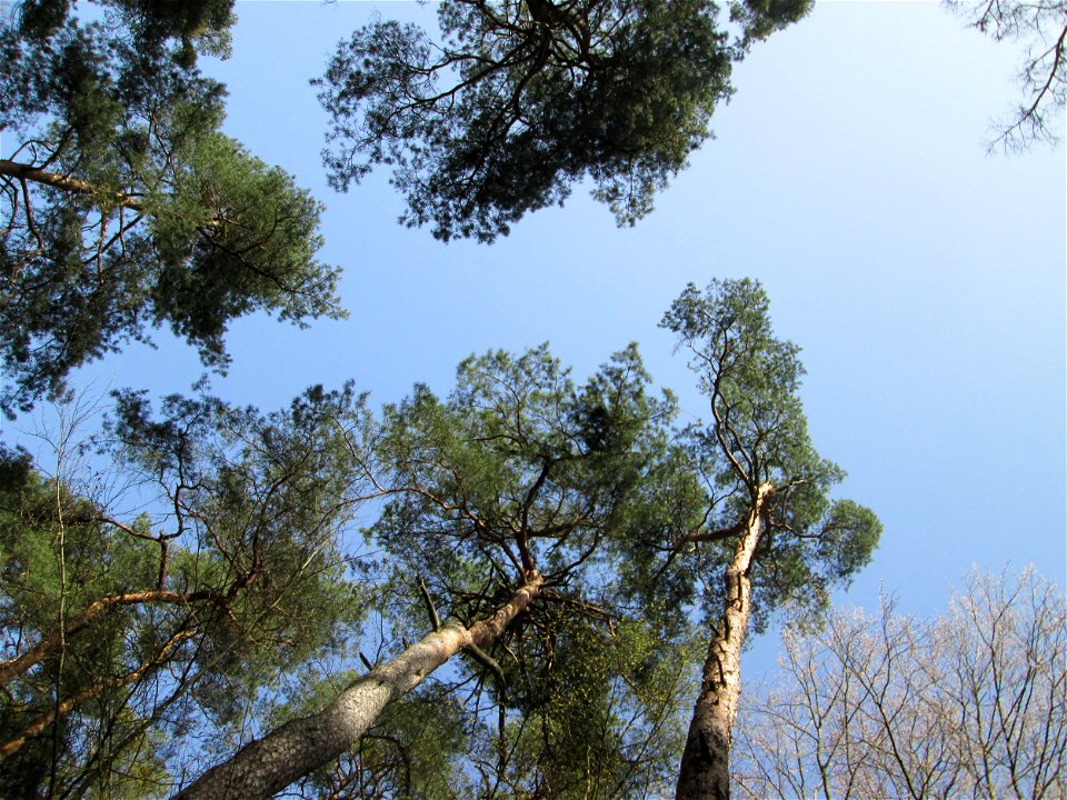 Wald-Kiefer (Pinus sylvestris) in der Schwetzinger Hardt