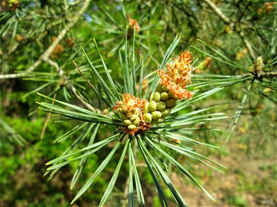 Blüte der Wald-Kiefer (Pinus sylvestris) in der Schwetzinger Hardt