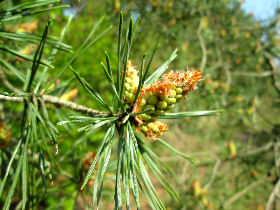 Blüte der Wald-Kiefer (Pinus sylvestris) in der Schwetzinger Hardt