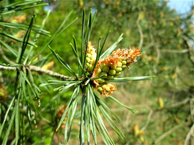 Blüte der Wald-Kiefer (Pinus sylvestris) in der Schwetzinger Hardt