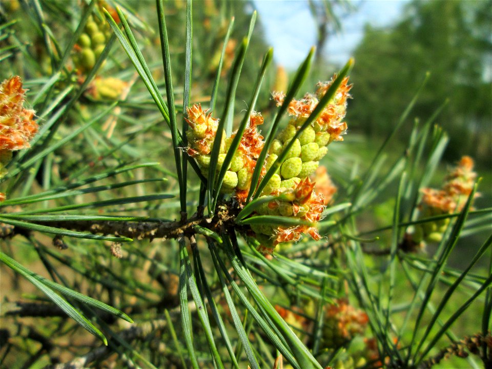 Blüte der Wald-Kiefer (Pinus sylvestris) in der Schwetzinger Hardt
