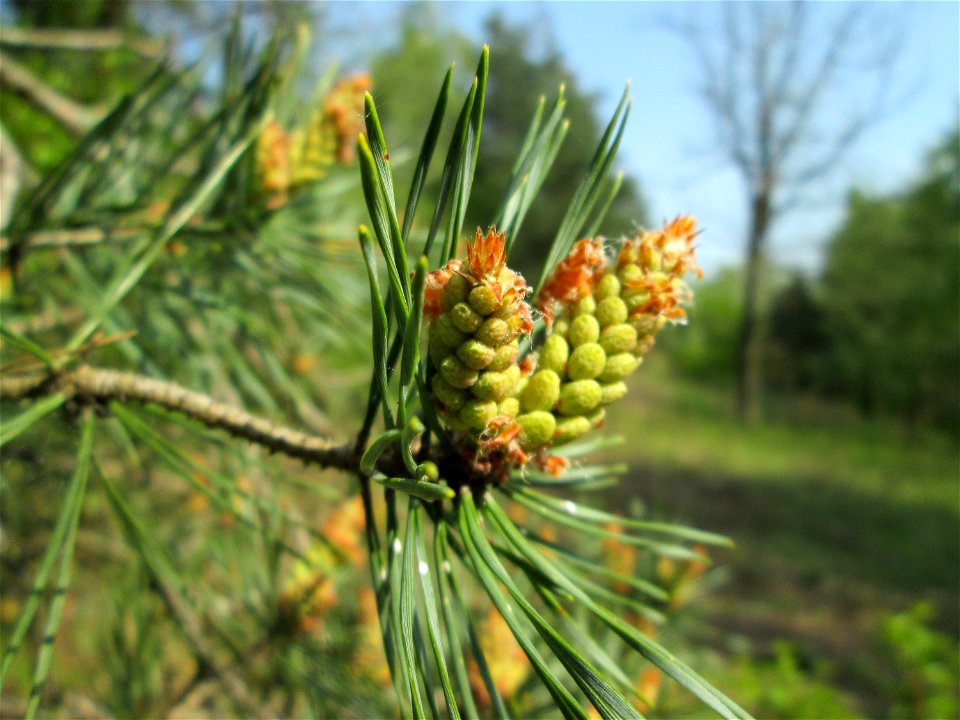 Blüte der Wald-Kiefer (Pinus sylvestris) in der Schwetzinger Hardt