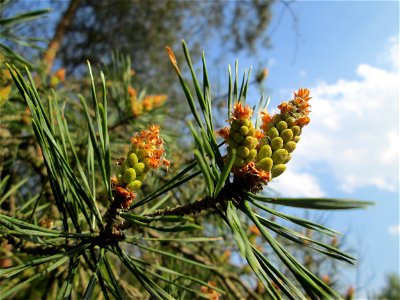 Blüte der Wald-Kiefer (Pinus sylvestris) in der Schwetzinger Hardt