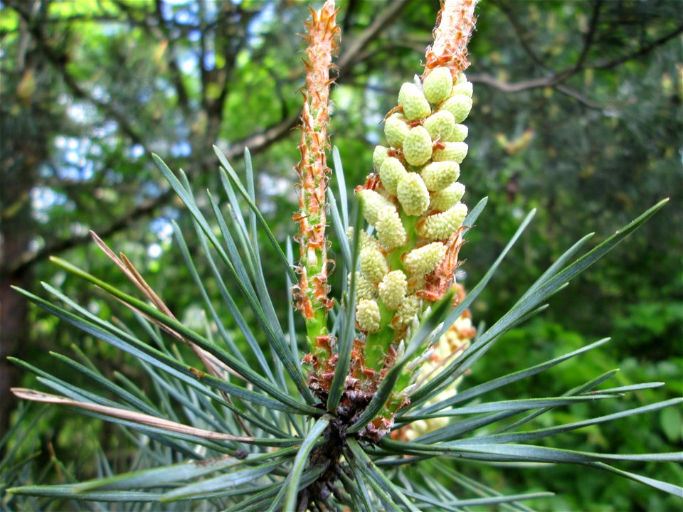 Blüte der Wald-Kiefer (Pinus sylvestris) in der Schwetzinger Hardt