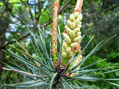 Blüte der Wald-Kiefer (Pinus sylvestris) in der Schwetzinger Hardt