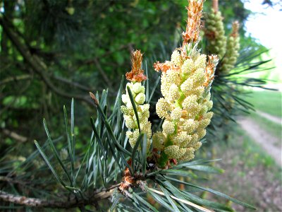 Blüte der Wald-Kiefer (Pinus sylvestris) in der Schwetzinger Hardt