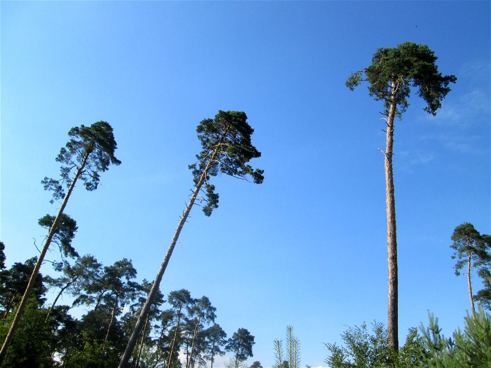 Waldkiefern (Pinus sylvestris) in der Schwetzinger Hardt
