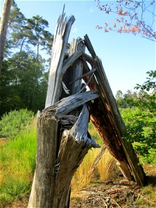 Umgestürzte Waldkiefer (Pinus sylvestris) in der Schwetzinger Hardt