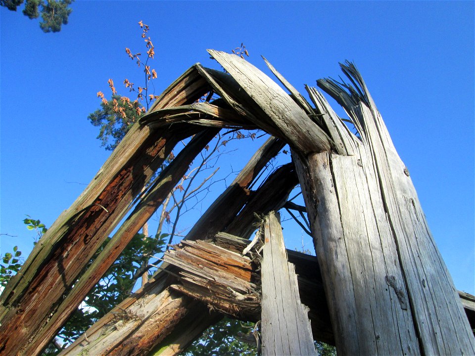 Umgestürzte Waldkiefer (Pinus sylvestris) in der Schwetzinger Hardt