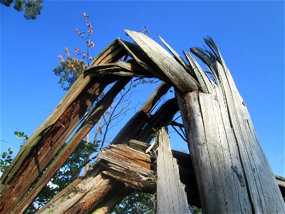 Umgestürzte Waldkiefer (Pinus sylvestris) in der Schwetzinger Hardt