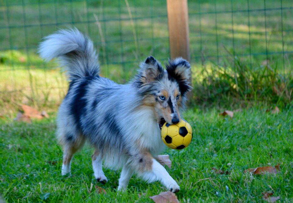 Shetland sheepdog with ball bitch blue merle mini breed collie photo