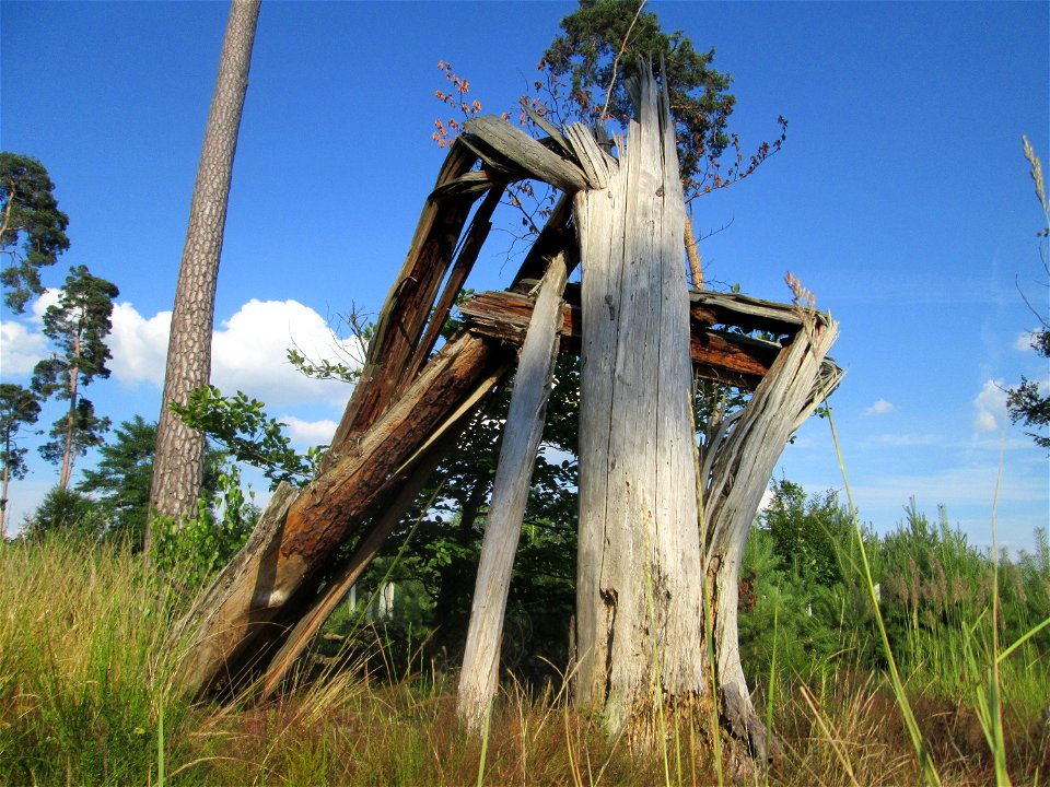 Umgestürzte Waldkiefer (Pinus sylvestris) in der Schwetzinger Hardt