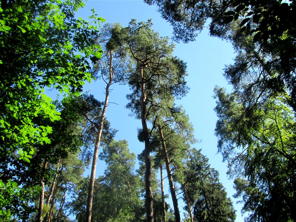Waldkiefer (Pinus sylvestris) in der Schwetzinger Hardt