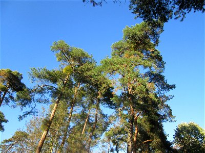 Waldkiefer (Pinus sylvestris) in der Schwetzinger Hardt