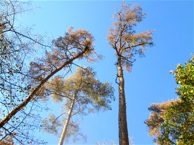 praktisch abgestorbene Waldkiefern (Pinus sylvestris) in der Schwetzinger Hardt - seit mehreren Jahren schon leidet die Waldkiefer am Oberrhein unter den Folgen der Klimaerwärmung. Durch den extrem tr
