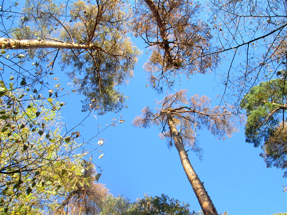 praktisch abgestorbene Waldkiefern (Pinus sylvestris) in der Schwetzinger Hardt - seit mehreren Jahren schon leidet die Waldkiefer am Oberrhein unter den Folgen der Klimaerwärmung. Durch den extrem tr