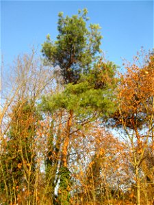 Waldkiefer (Pinus sylvestris) in Hockenheim