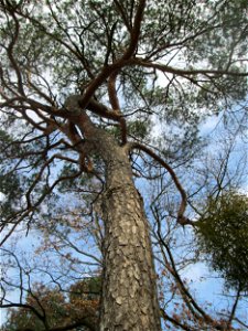 Waldkiefer (Pinus sylvestris) auf dem Dreieichenbuckel im Naturschutzgebiet „Oftersheimer Dünen“