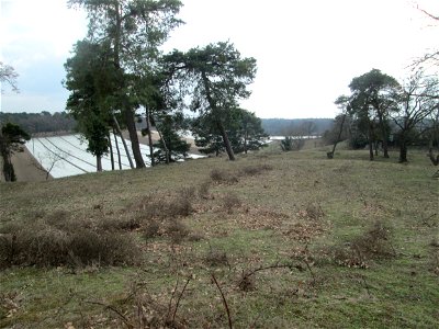 Solitäre Waldkiefern (Pinus sylvestris) auf der Friedenshöhe im Naturschutzgebiet „Oftersheimer Dünen“