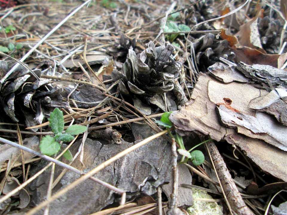 Waldkiefer (Pinus sylvestris) auf dem Dreieichenbuckel im Naturschutzgebiet „Oftersheimer Dünen“