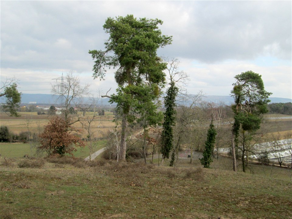 Solitäre Waldkiefern (Pinus sylvestris) auf der Friedenshöhe im Naturschutzgebiet „Oftersheimer Dünen“