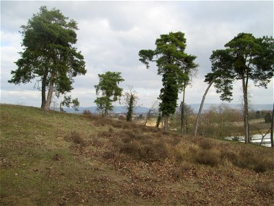 Solitäre Waldkiefern (Pinus sylvestris) auf der Friedenshöhe im Naturschutzgebiet „Oftersheimer Dünen“