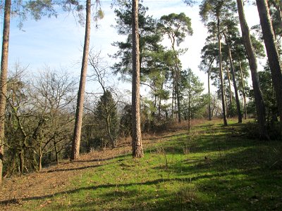 Ausgelichteter Kiefernbestand (Pinus sylvestris) am Feldherrenhügel im Naturschutzgebiet „Oftersheimer Dünen“
