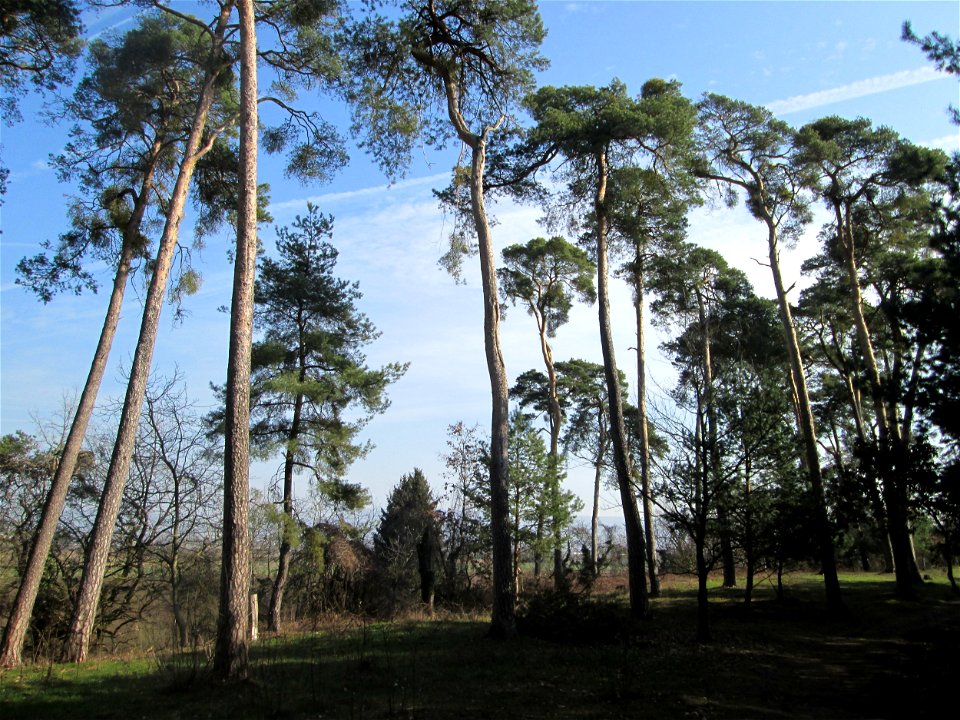 Ausgelichteter Kiefernbestand (Pinus sylvestris) am Feldherrenhügel im Naturschutzgebiet „Oftersheimer Dünen“