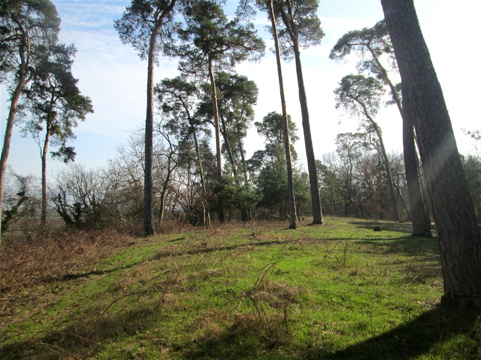 Ausgelichteter Kiefernbestand (Pinus sylvestris) am Feldherrenhügel im Naturschutzgebiet „Oftersheimer Dünen“