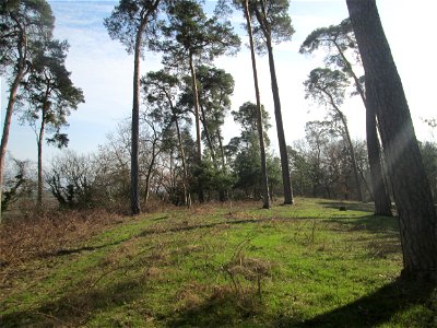 Ausgelichteter Kiefernbestand (Pinus sylvestris) am Feldherrenhügel im Naturschutzgebiet „Oftersheimer Dünen“