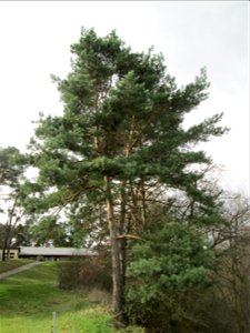 Waldkiefer (Pinus sylvestris) am Golfplatz im Naturschutzgebiet „Oftersheimer Dünen“