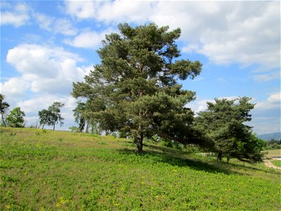 Solitäre Waldkiefern (Pinus sylvestris) an der Friedenshöhe im Naturschutzgebiet „Oftersheimer Dünen“