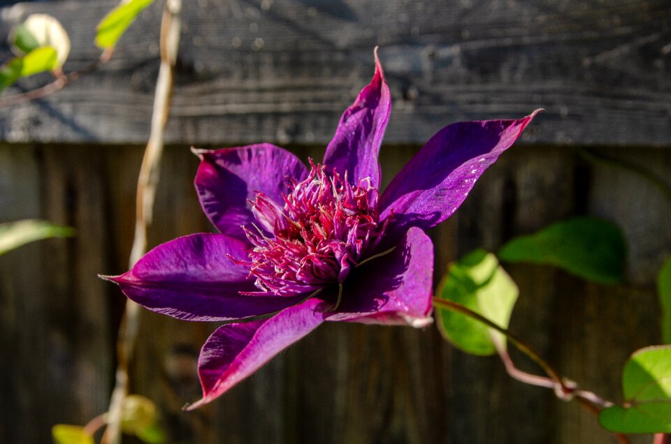 Summer garden purple