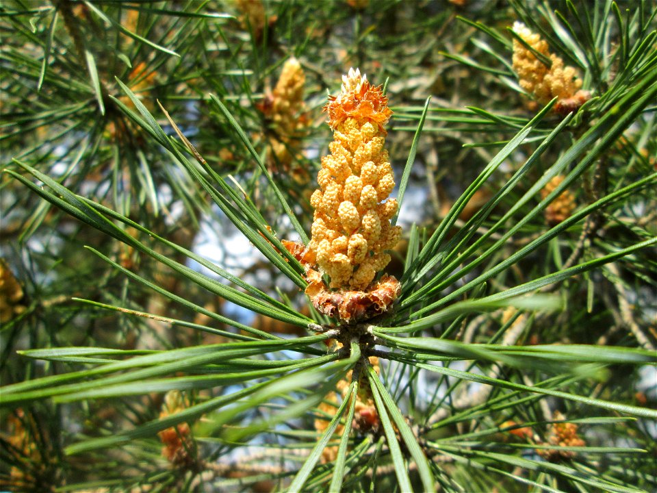 Blüte der Waldkiefer (Pinus sylvestris) an der Friedenshöhe im Naturschutzgebiet „Oftersheimer Dünen“