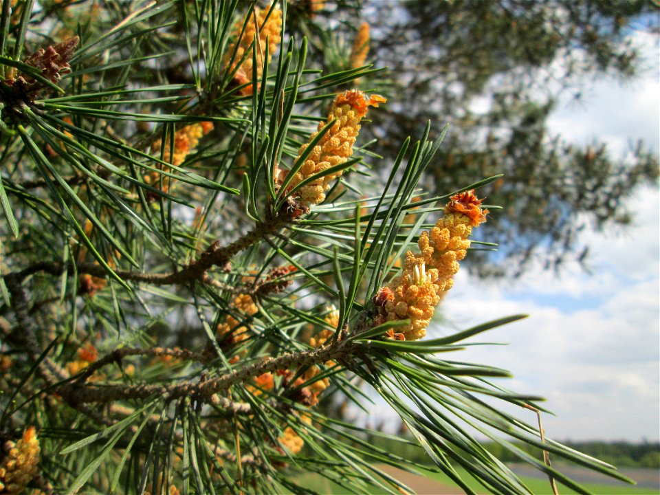 Blüte der Waldkiefer (Pinus sylvestris) an der Friedenshöhe im Naturschutzgebiet „Oftersheimer Dünen“