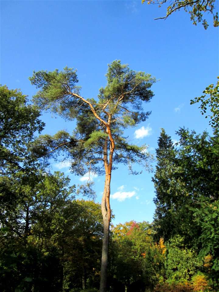 Wald-Kiefer (Pinus sylvestris) am Hauptfriedhof in Alt-Saarbrücken