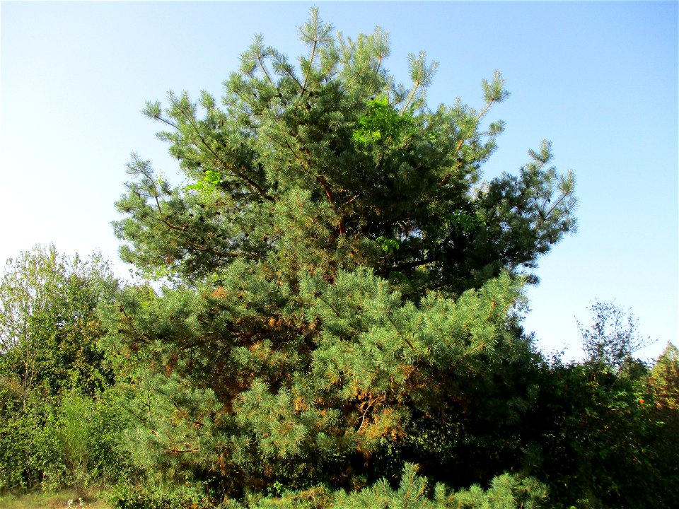 Wald-Kiefer (Pinus sylvestris) in einer Heidelandschaft in Brebach