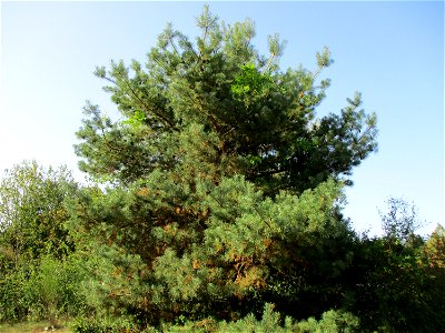 Wald-Kiefer (Pinus sylvestris) in einer Heidelandschaft in Brebach