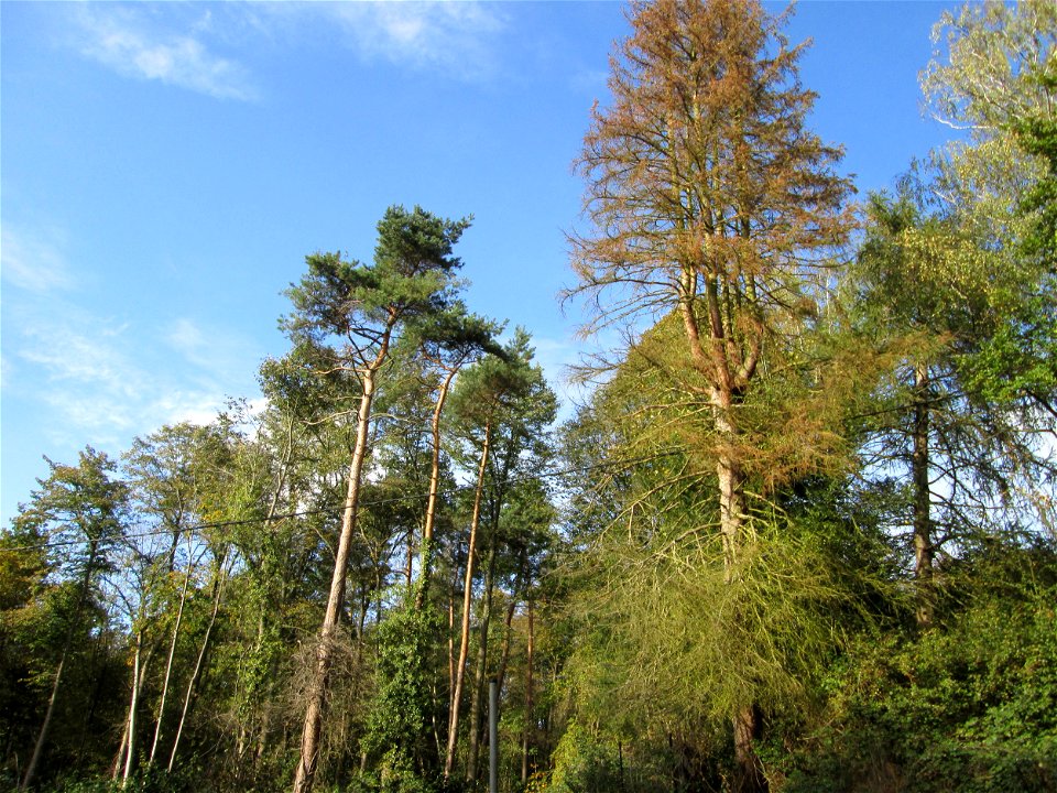 Kiefern (Pinus sylvestris) und Lärchenbestand (Larix decidua) im Landschahtsschutzgebiet „Drahtzugweiher und das Habsterwiesental“ in Alt-Saarbrücken