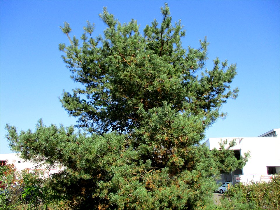 Wald-Kiefer (Pinus sylvestris) in einer Heidelandschaft in Brebach