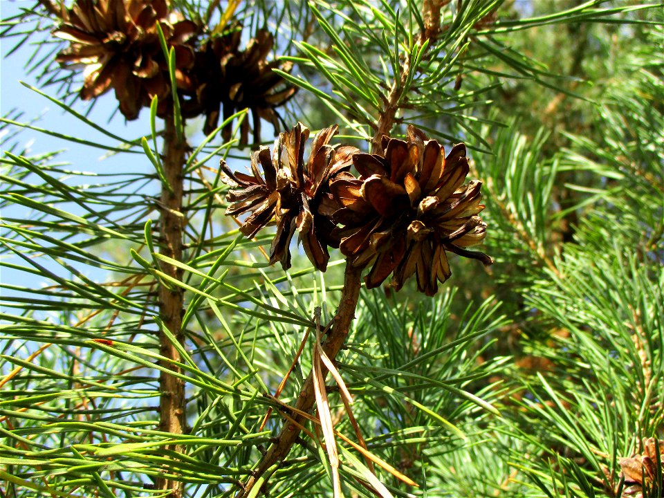 Wald-Kiefer (Pinus sylvestris) in einer Heidelandschaft in Brebach