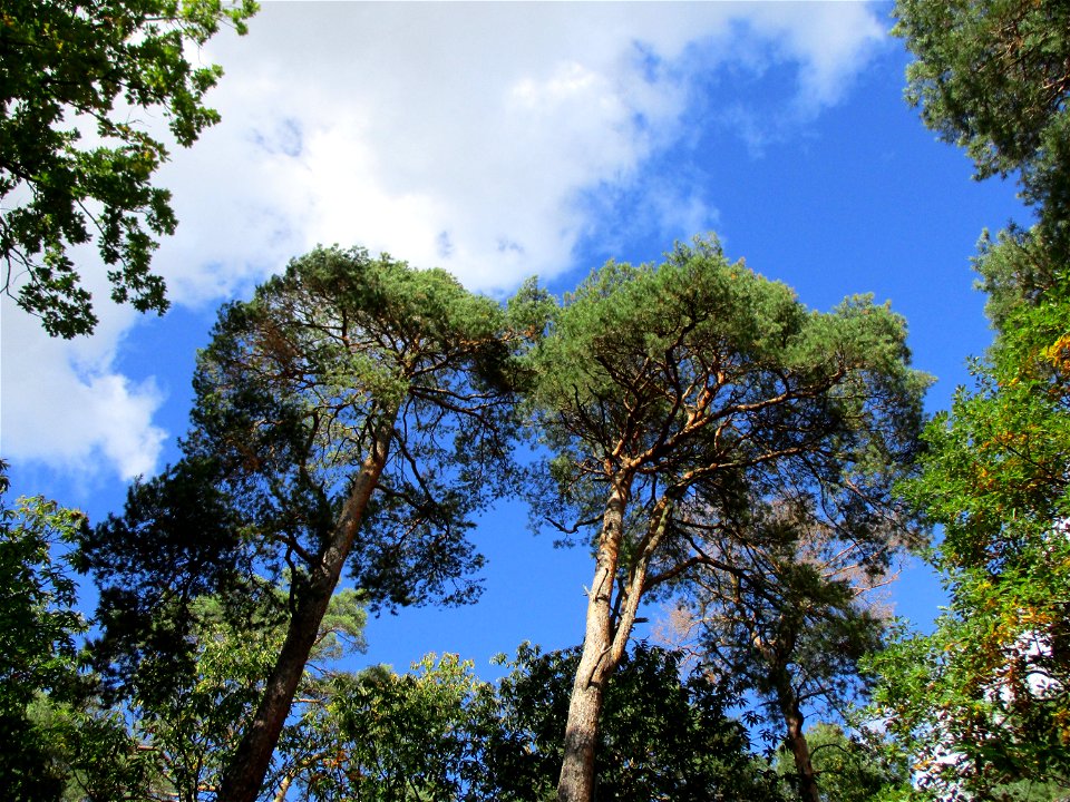 Waldkiefer (Pinus sylvestris) an der Michaelskapelle bei Deidesheim