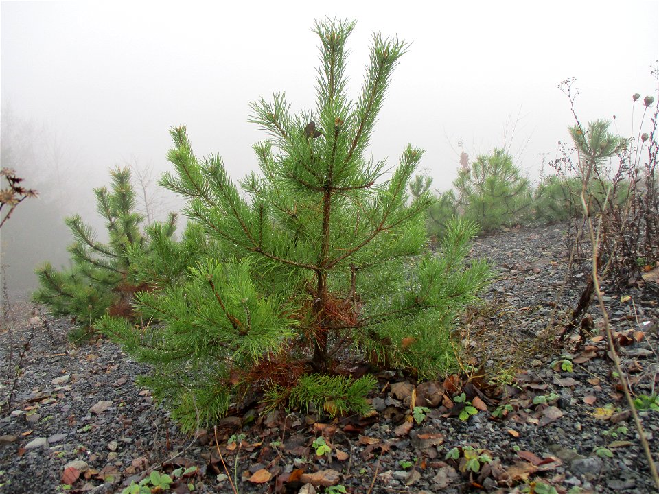 Junge Wald-Kiefer (Pinus sylvestris) auf der Bergehalde Göttelborn