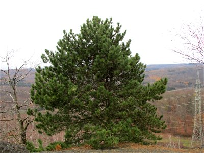 Kiefernbestand (Pinus sylvestris) auf der Bergehalde Grühlingstraße in Jägersfreude