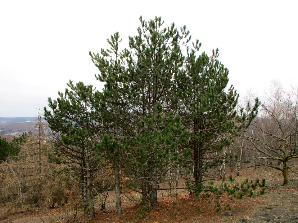 Kiefernbestand (Pinus sylvestris) auf der Bergehalde Grühlingstraße in Jägersfreude