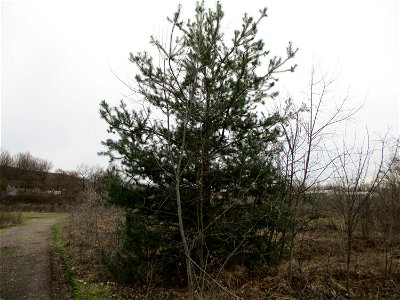 Wald-Kiefer (Pinus sylvestris) auf einer Brachfläche der Halberger Hütte in Brebach