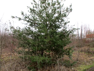 Wald-Kiefer (Pinus sylvestris) auf einer Brachfläche der Halberger Hütte in Brebach