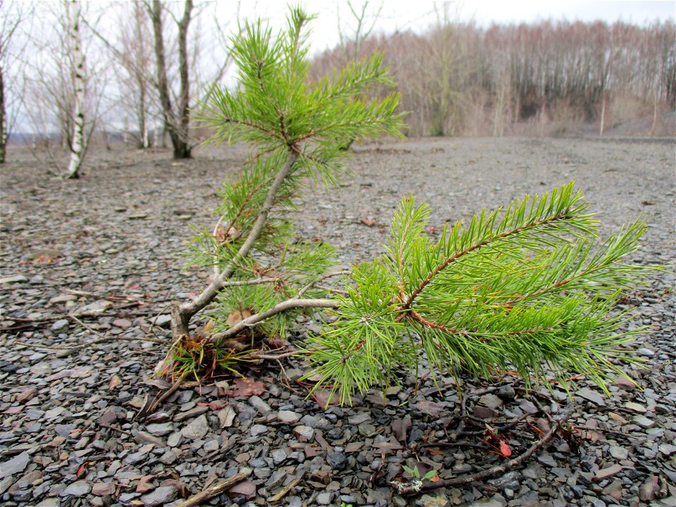 Junge Wald-Kiefer (Pinus sylvestris) auf der Bergehalde „Lydia“ der Grube Camphausen