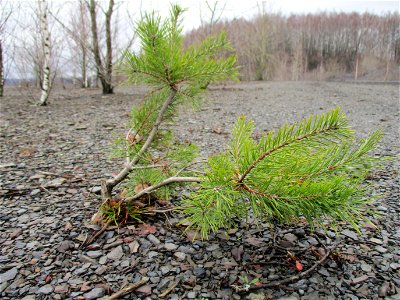 Junge Wald-Kiefer (Pinus sylvestris) auf der Bergehalde „Lydia“ der Grube Camphausen